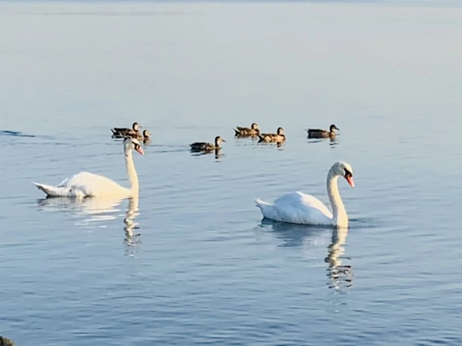 IMG_7382.jpg?type=w966