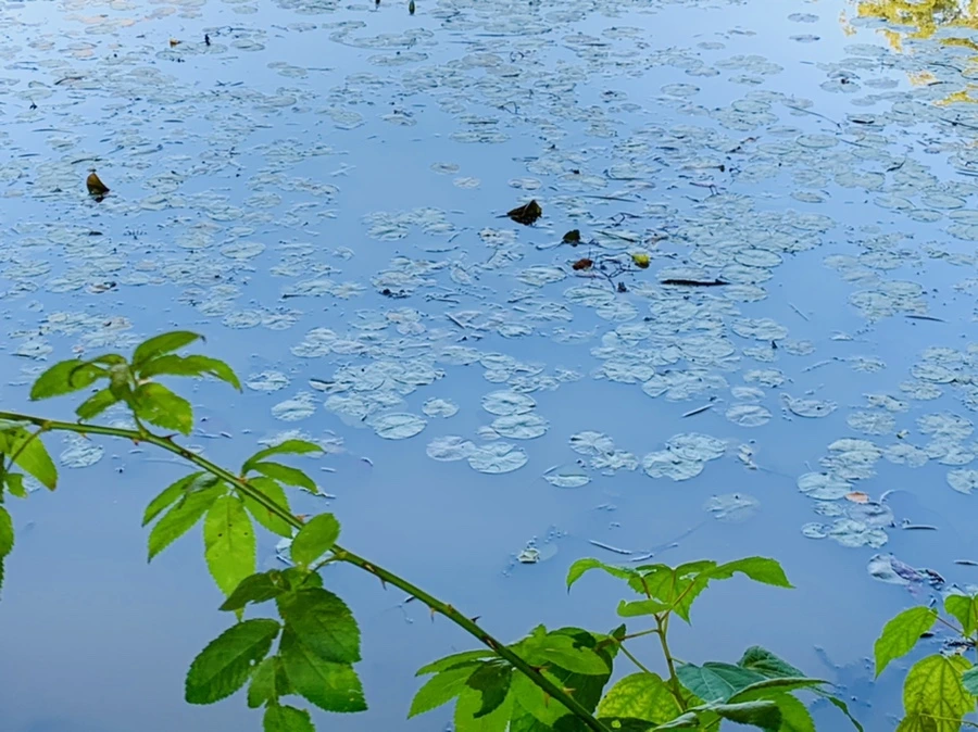 IMG_7194.jpg?type=w966