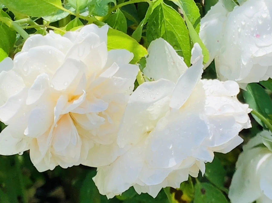 IMG_8429.jpg?type=w966