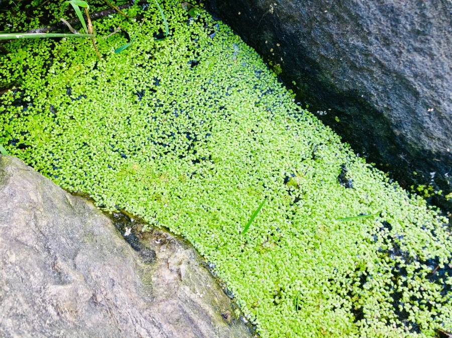 IMG_4952.jpg?type=w966