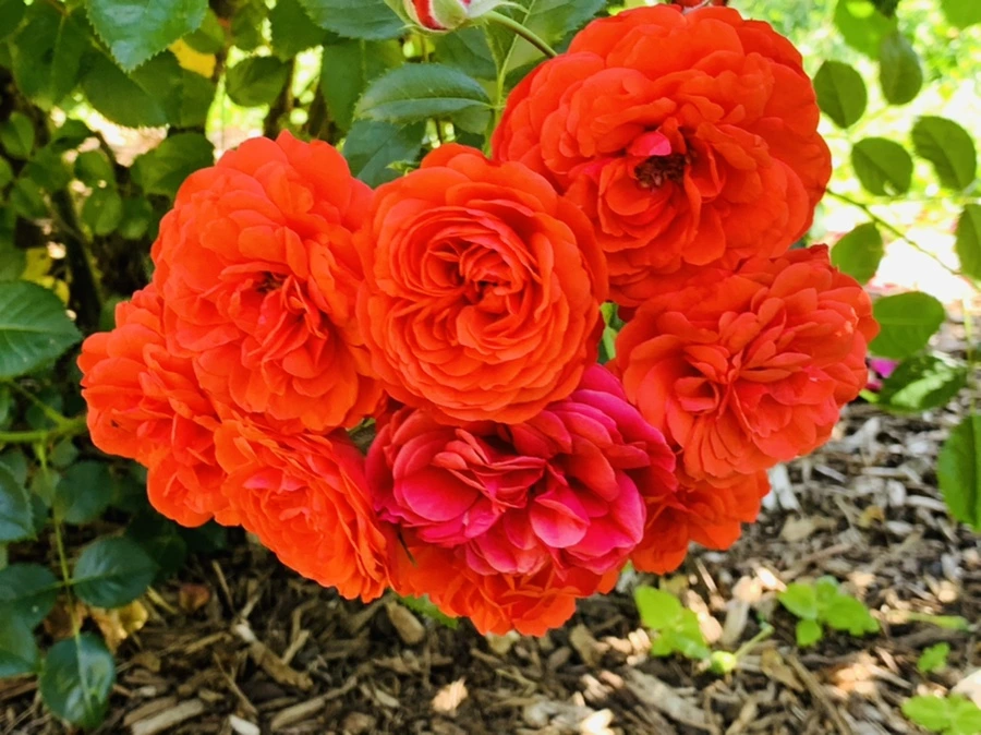 IMG_3122.jpg?type=w966