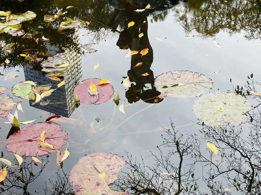 IMG_1264.jpg?type=w966