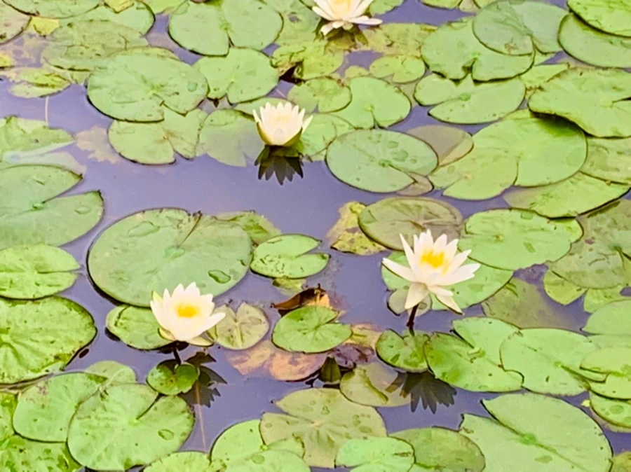 IMG_7164.jpg?type=w966