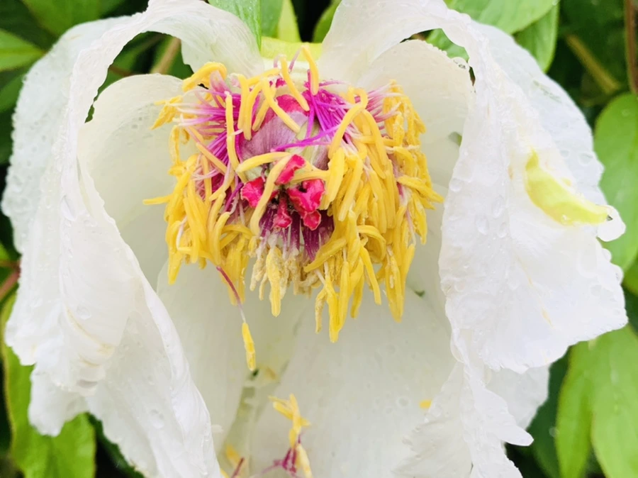 IMG_9315.jpg?type=w966