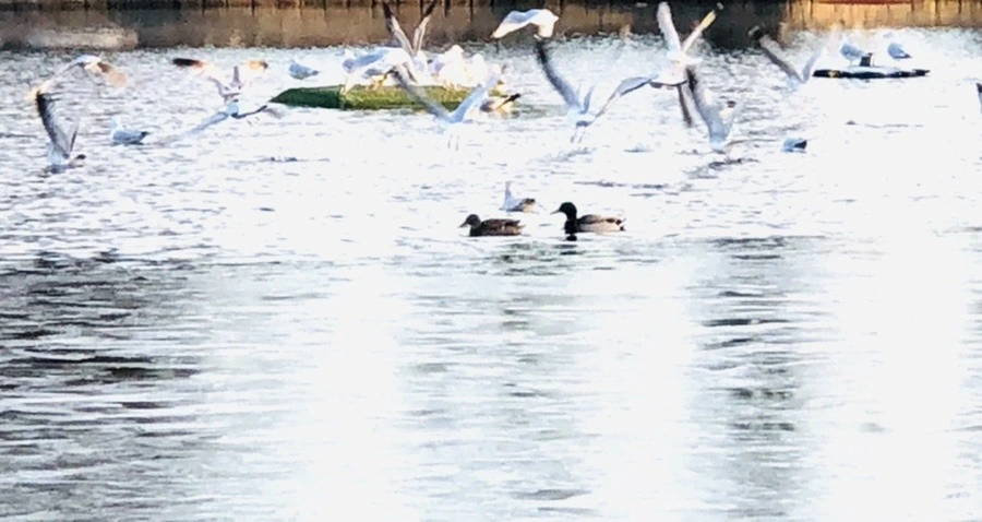 O0X-T33C_yfrW5PhrlVGGlPiliE