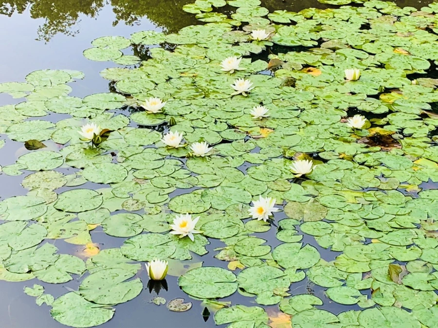 IMG_4427.jpg?type=w966