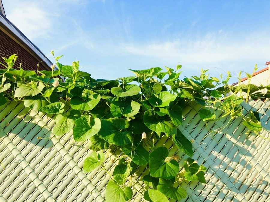 IMG_3550.jpg?type=w966