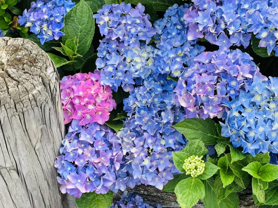 IMG_7209.jpg?type=w966