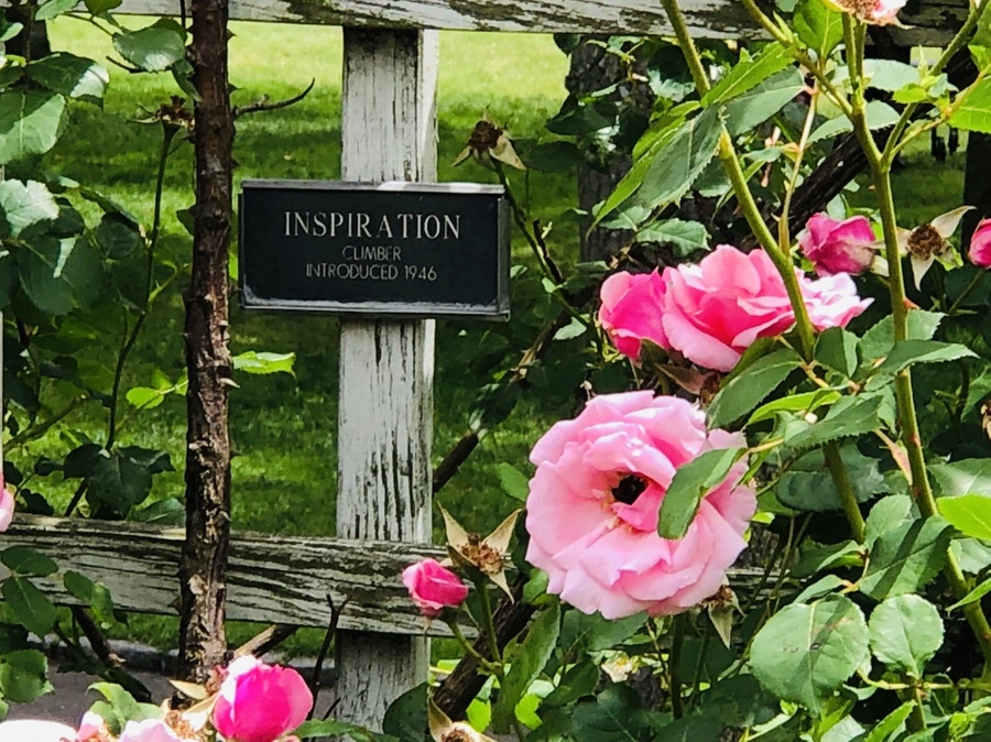 IMG_5928.jpg?type=w966