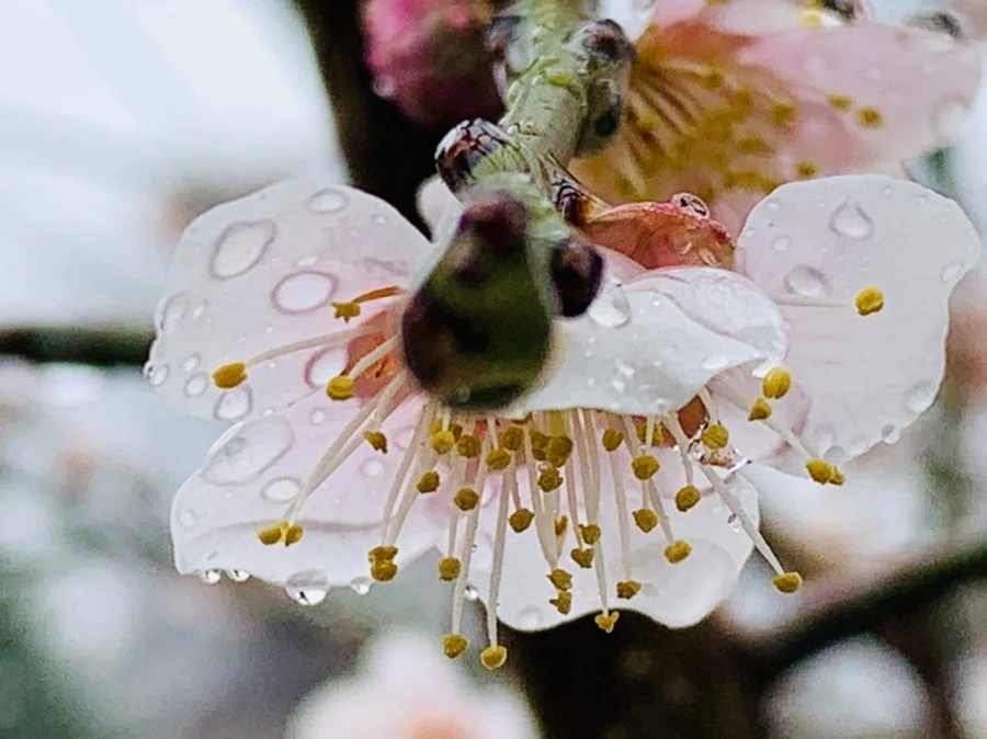 IMG_1884.jpg?type=w966