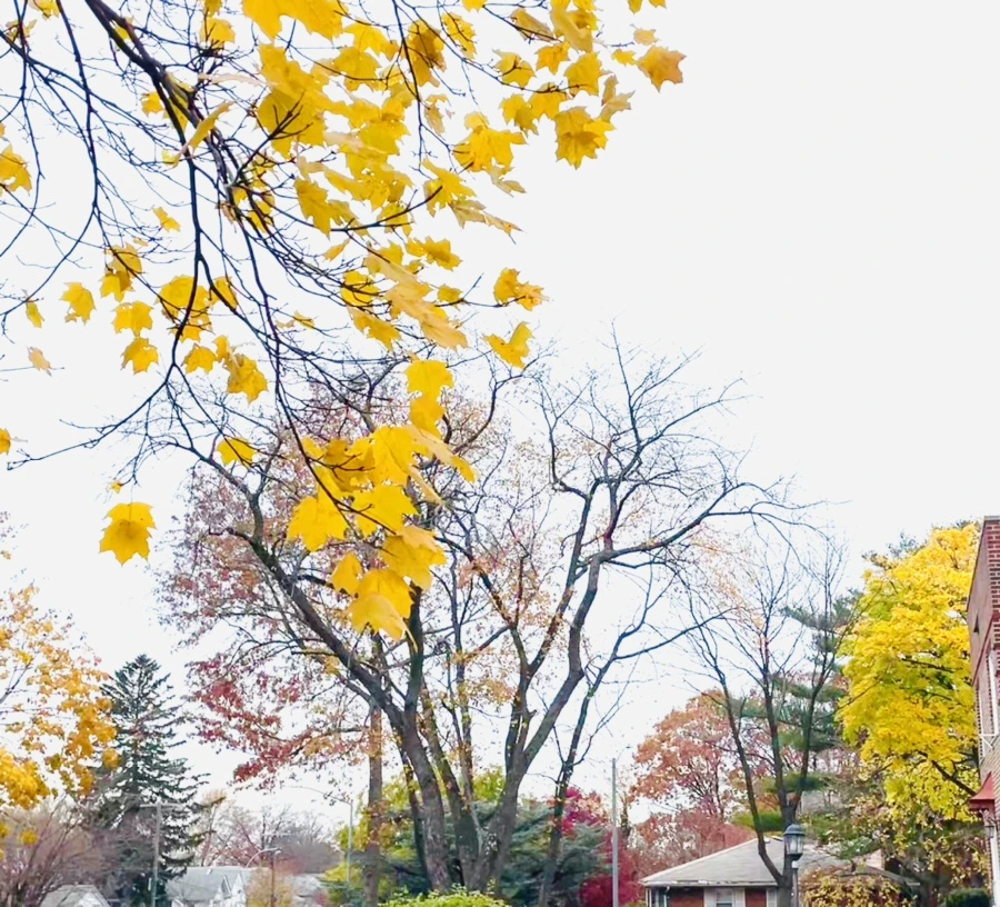 IMG_5166.jpg?type=w966