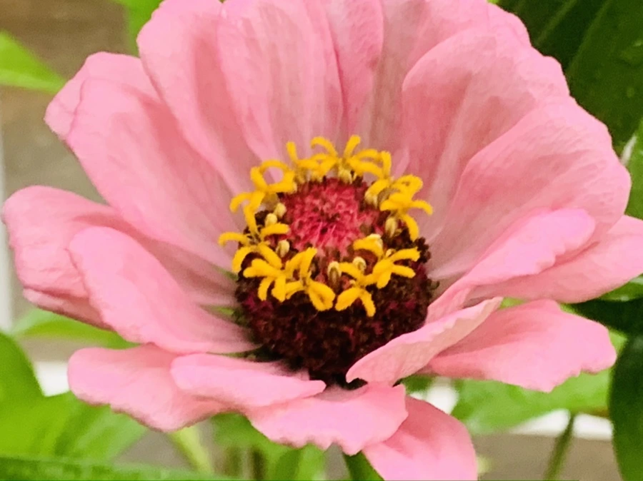 IMG_3658.jpg?type=w966