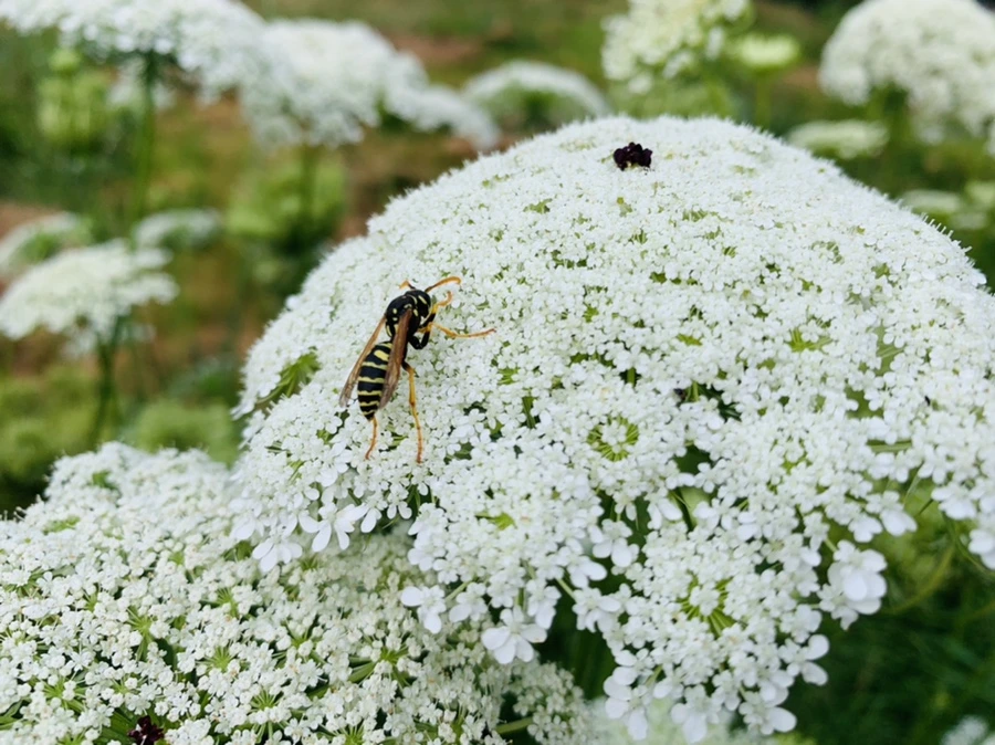 IMG_6840.jpg?type=w966