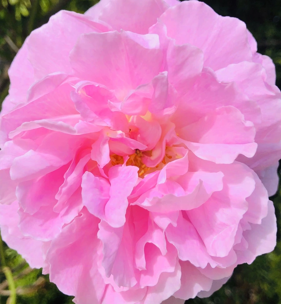 IMG_7477.jpg?type=w966