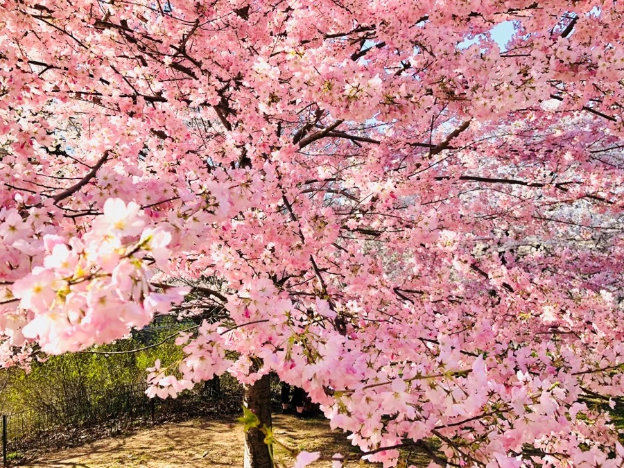 IMG_4535.jpg?type=w966