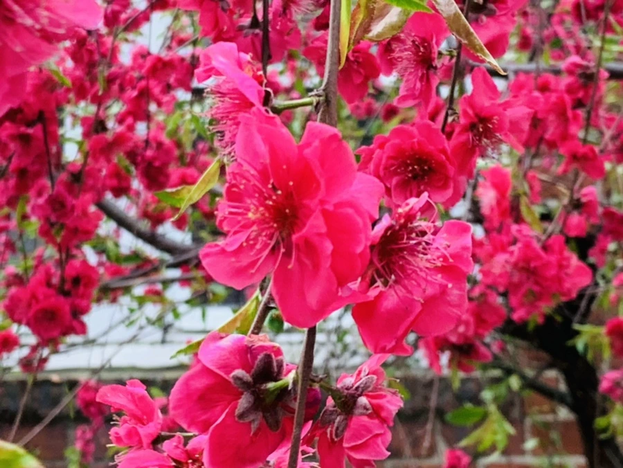 IMG_7979.jpg?type=w966