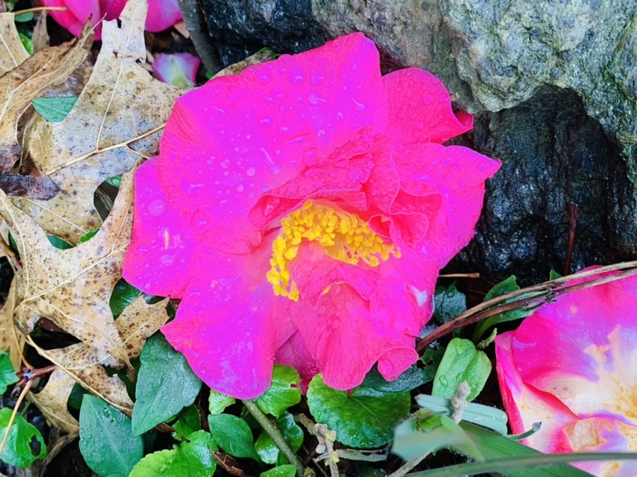 IMG_1356.jpg?type=w966