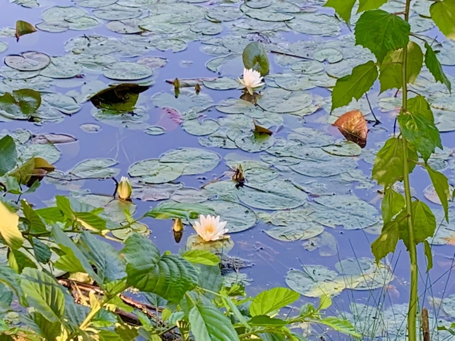 IMG_4337.jpg?type=w966