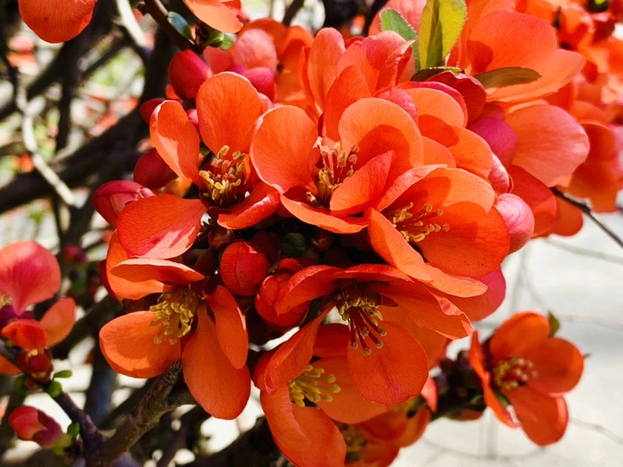 IMG_8515.jpg?type=w966