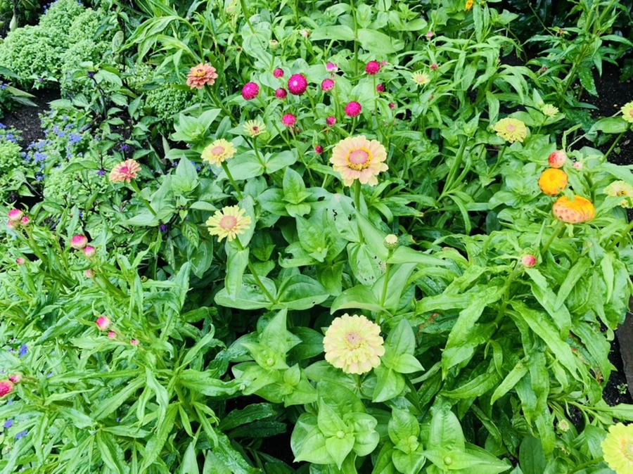 IMG_9547.jpg?type=w966