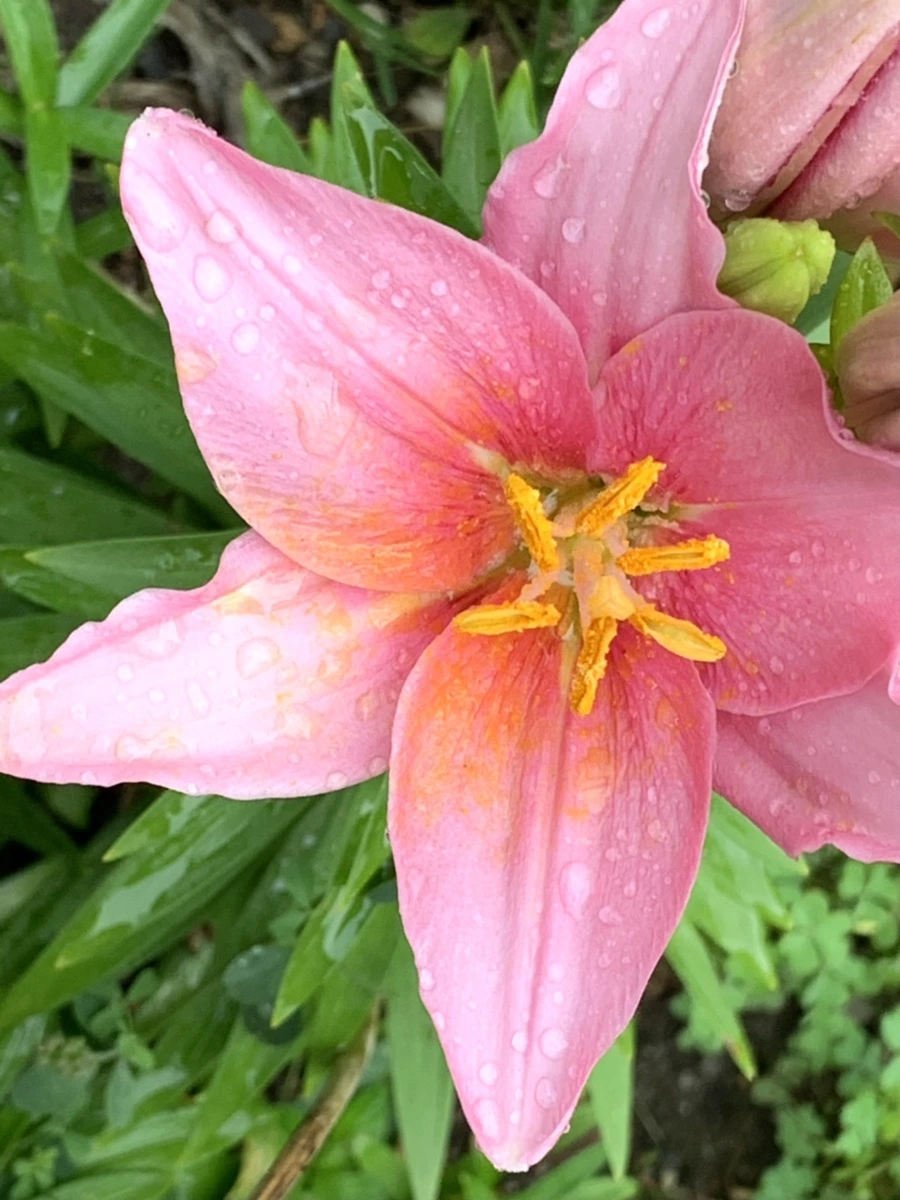 IMG_3536.jpg?type=w966