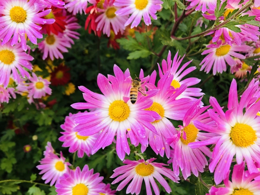 IMG_2505.jpg?type=w966