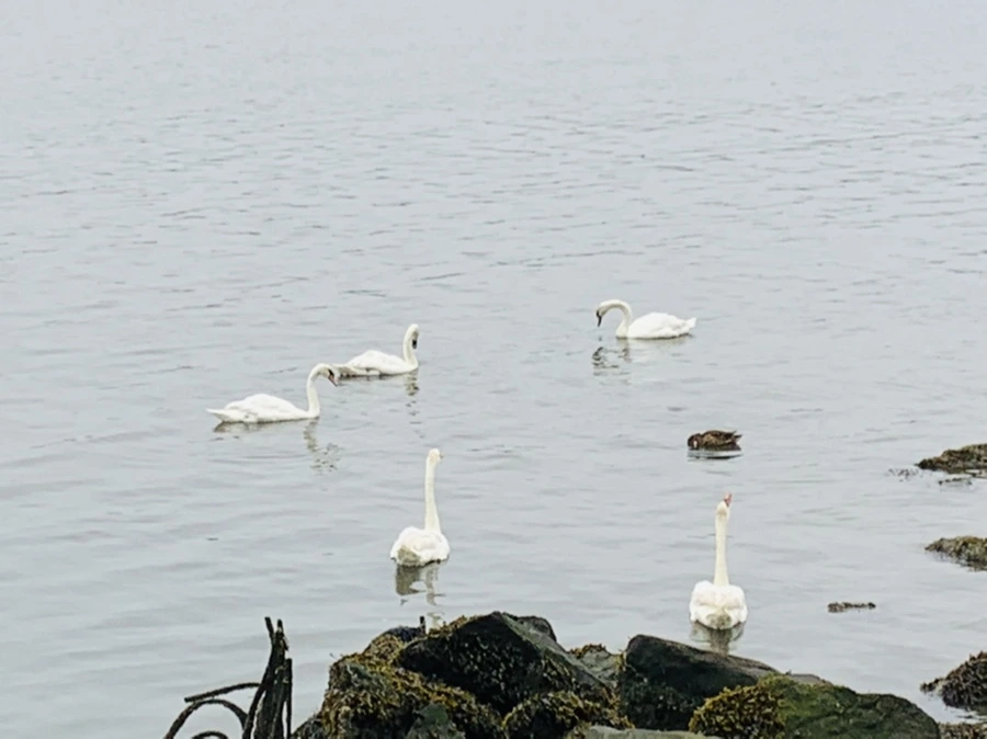 IMG_5190.jpg?type=w966