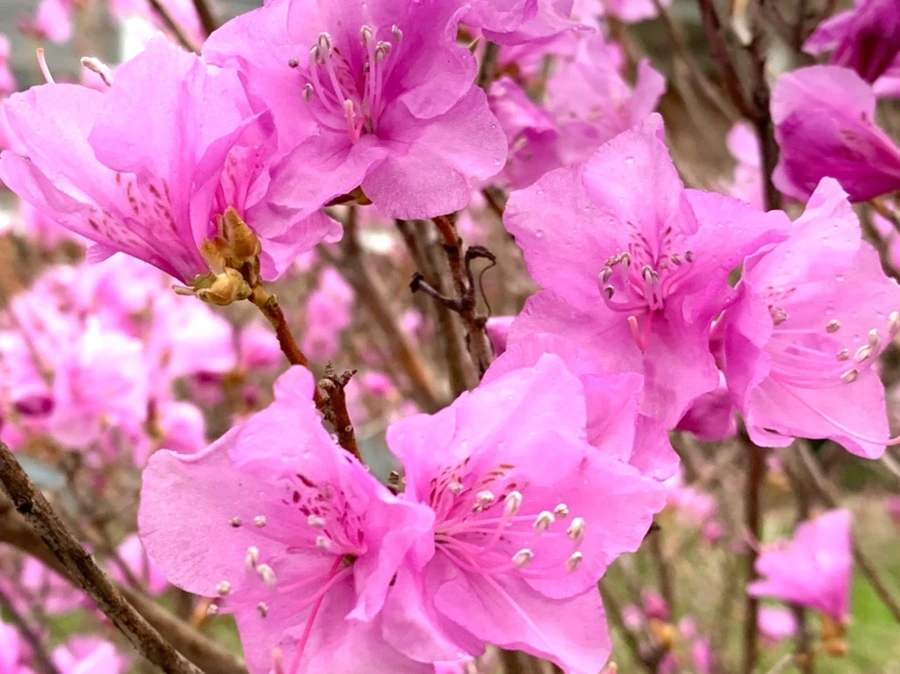 IMG_4748.jpg?type=w966