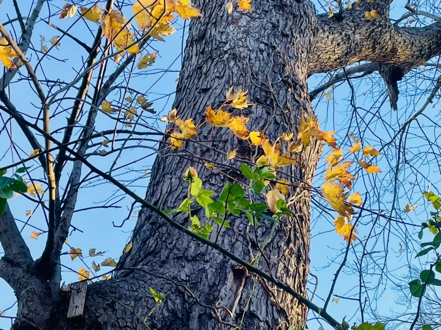 IMG_5959.jpg?type=w966