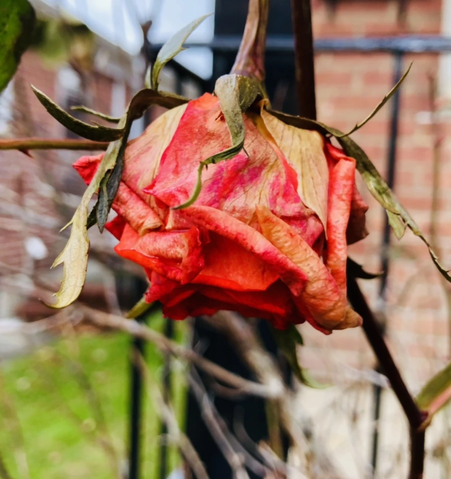 IMG_8759.jpg?type=w966