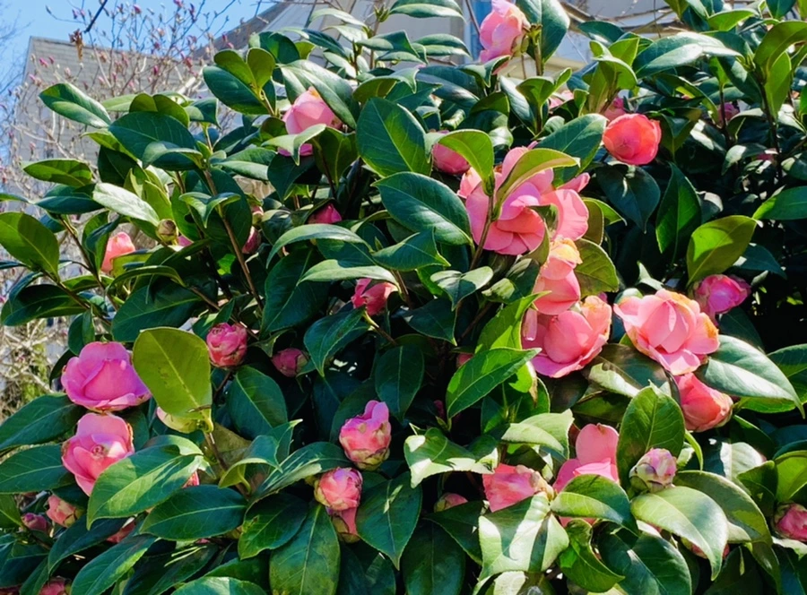 IMG_8205.jpg?type=w966