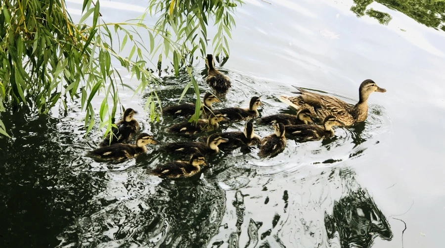 IMG_3125.jpg?type=w966