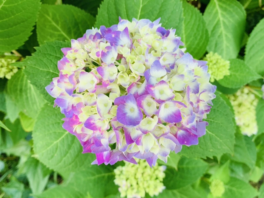 IMG_1515.jpg?type=w966