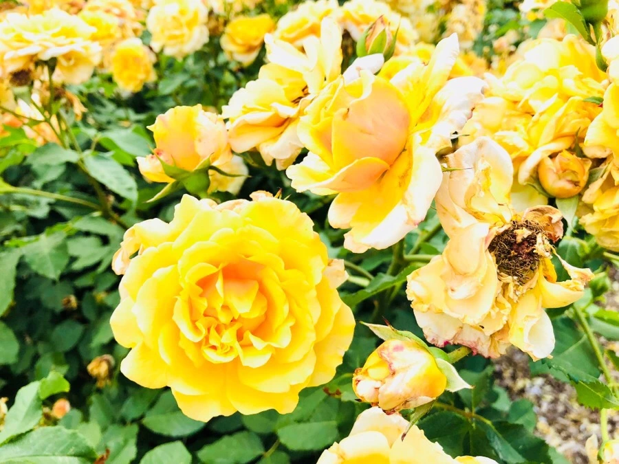 IMG_7861.jpg?type=w966