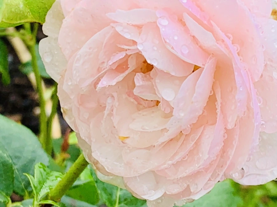 IMG_9569.jpg?type=w966