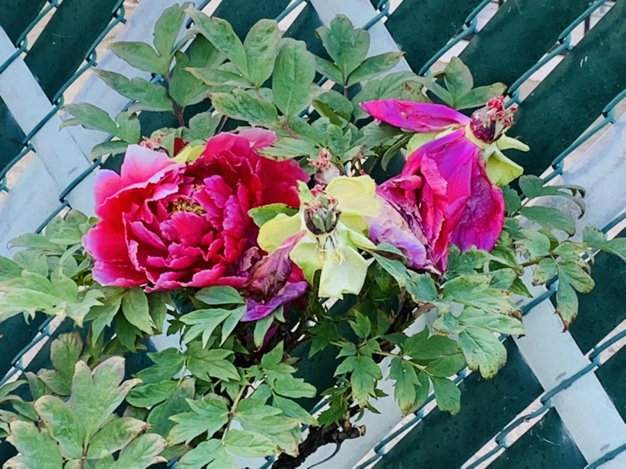 IMG_1995.jpg?type=w966