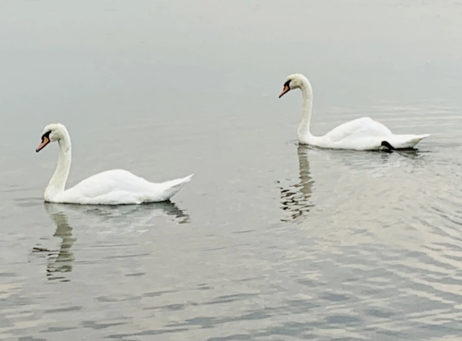 IMG_0301.jpg?type=w966