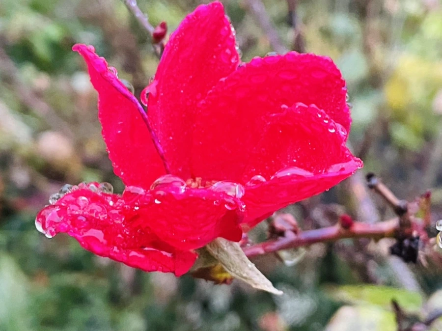 IMG_6429.jpg?type=w966