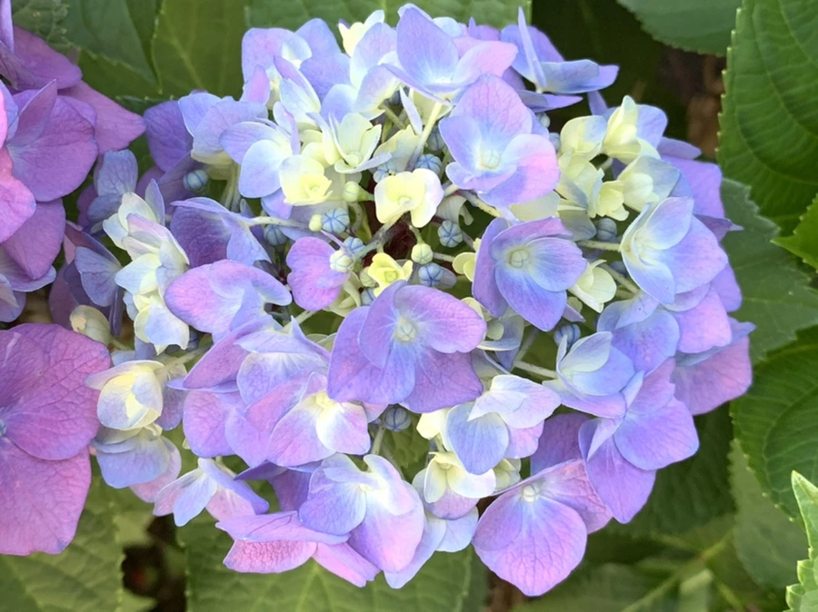 IMG_5252.jpg?type=w966