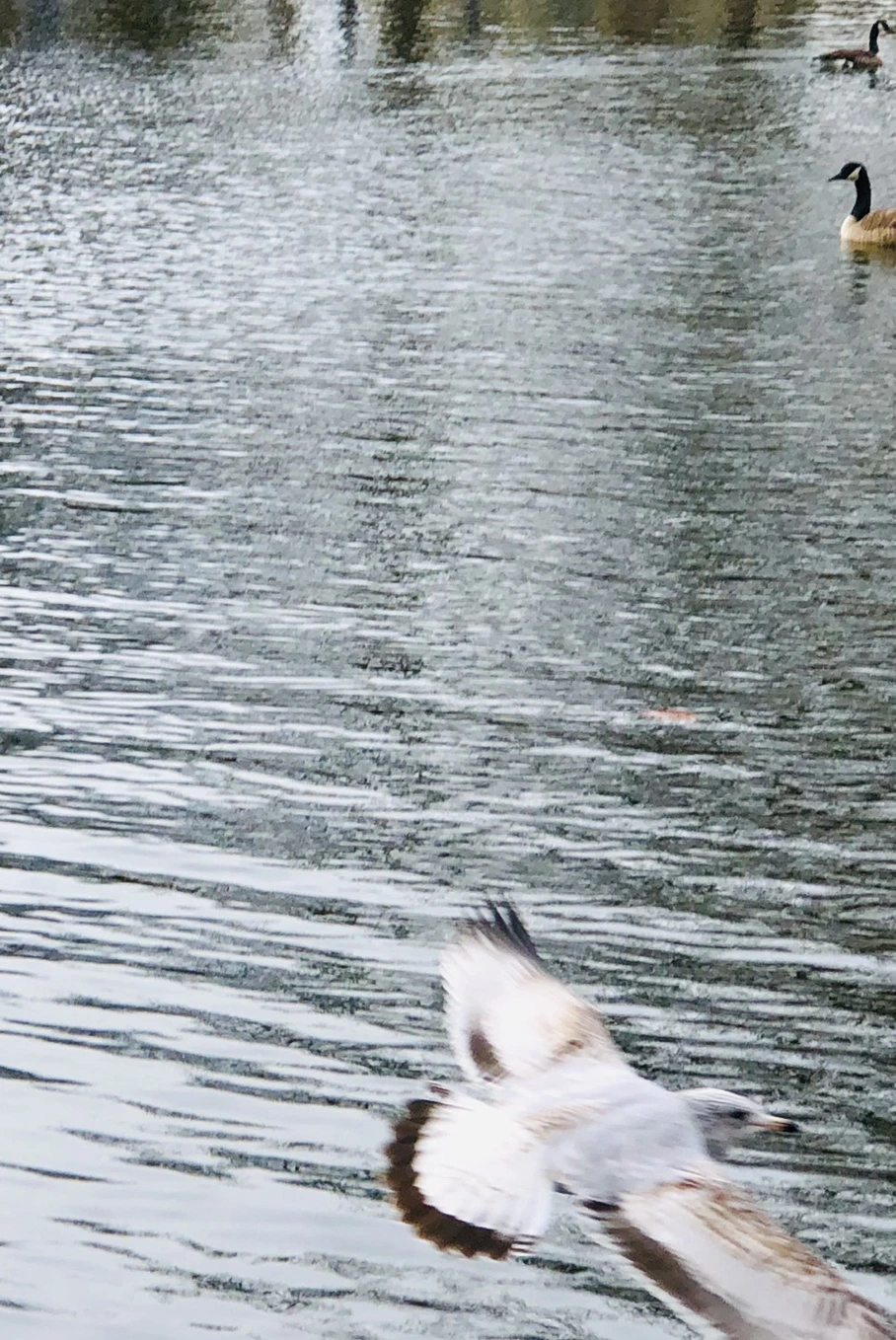 IMG_8693.jpg?type=w966