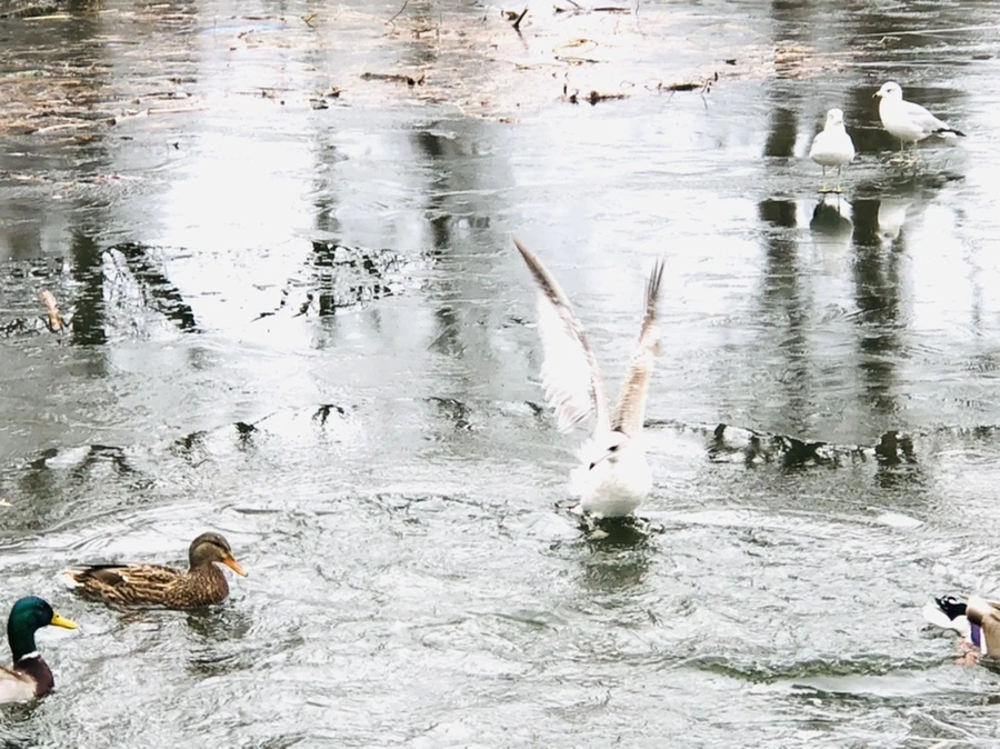 IMG_9034.jpg?type=w966