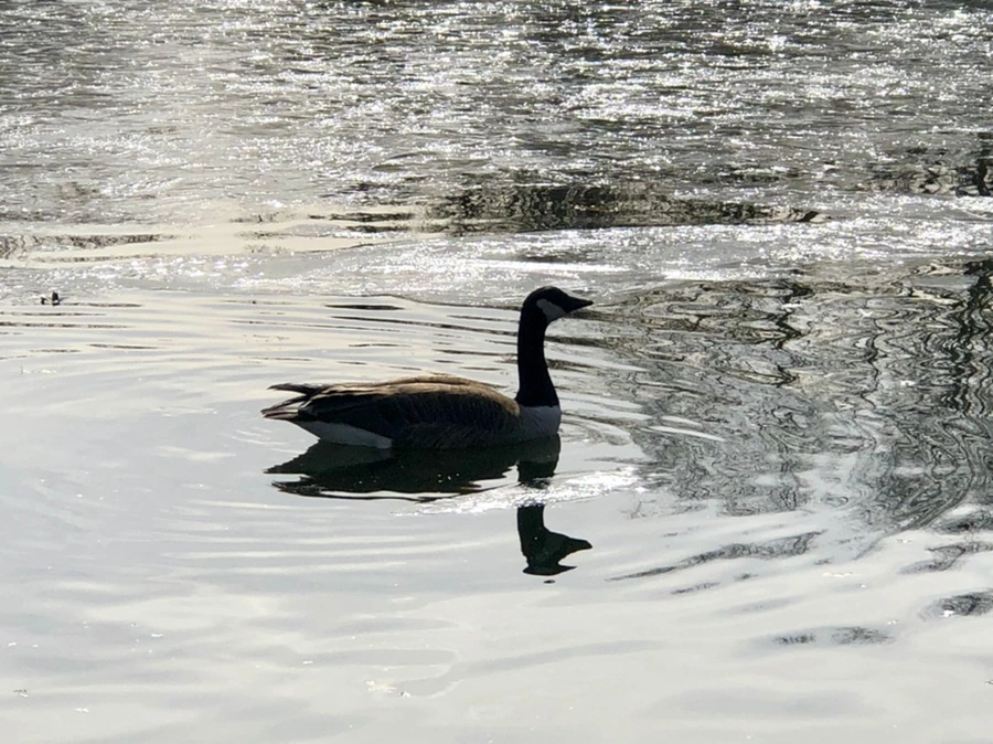 IMG_5803.jpg?type=w966