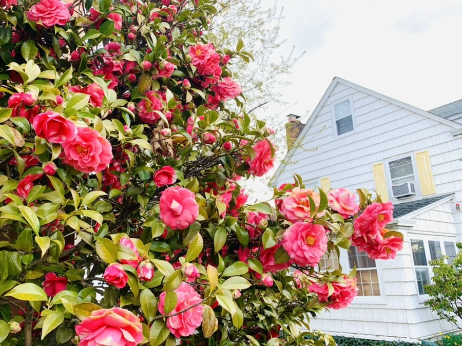 IMG_2920.jpg?type=w966