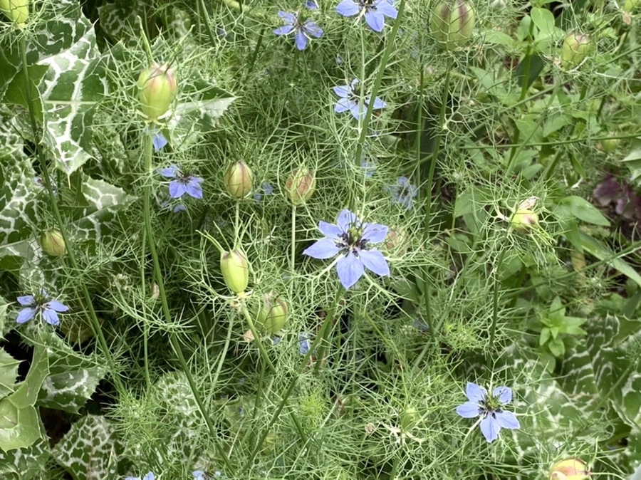 IMG_2972.jpg?type=w966