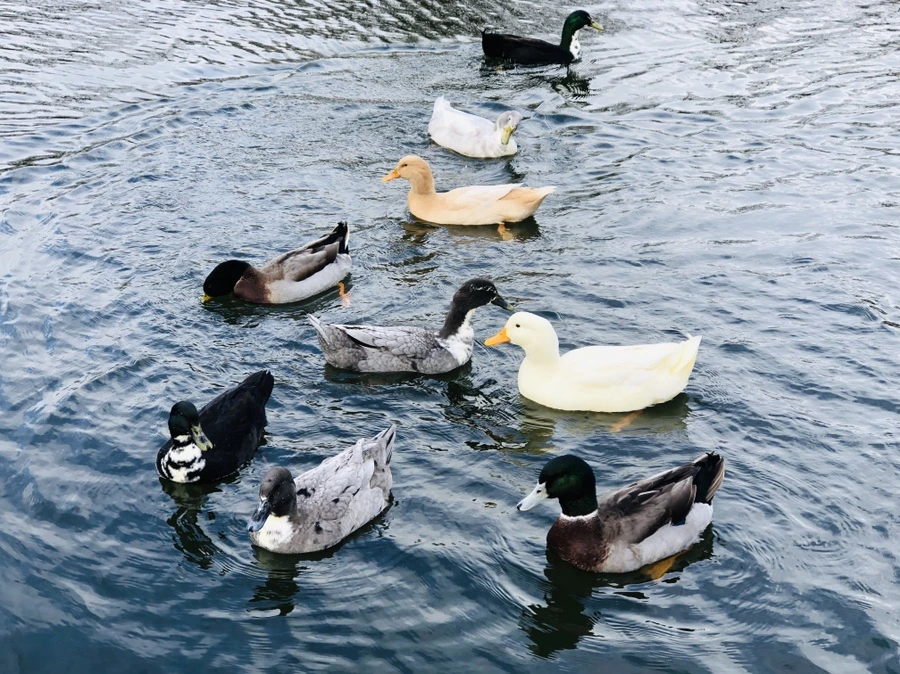 IMG_5491.jpg?type=w966