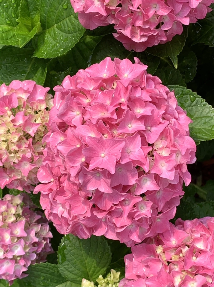 IMG_5984.jpg?type=w966