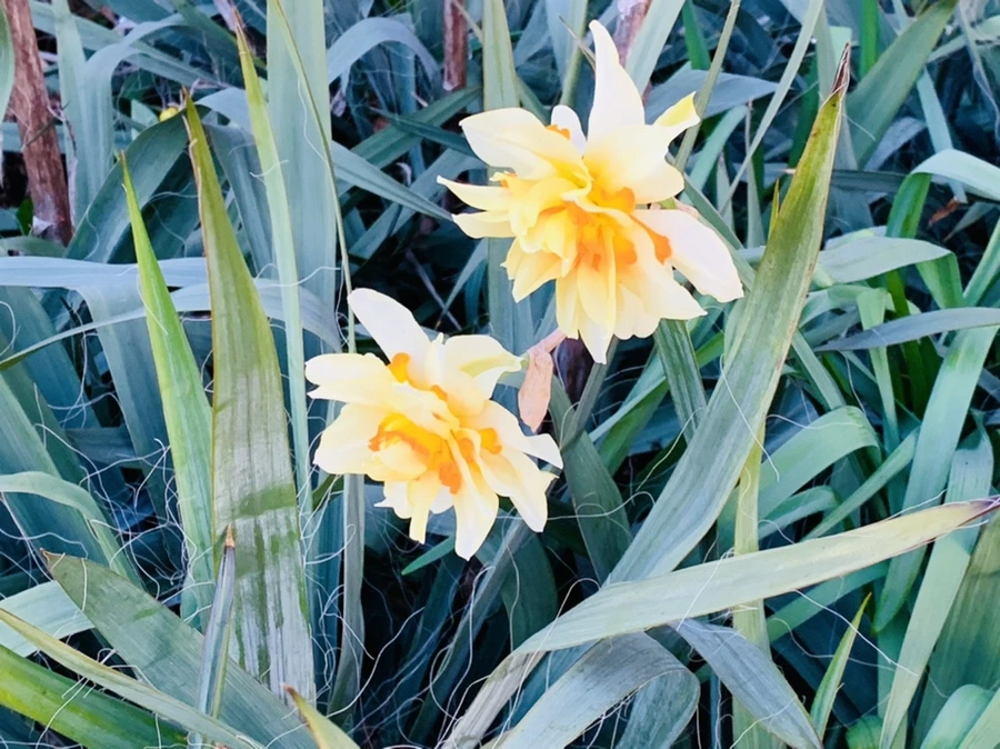 IMG_7420.jpg?type=w966