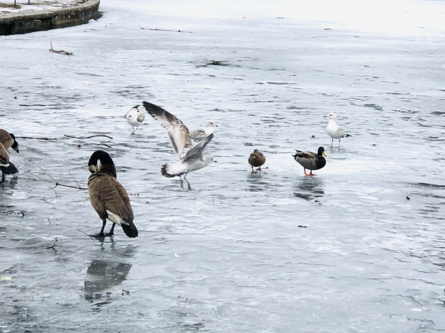 IMG_6157.jpg?type=w966