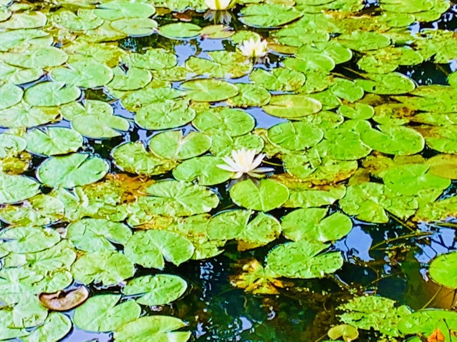 IMG_5216.jpg?type=w966