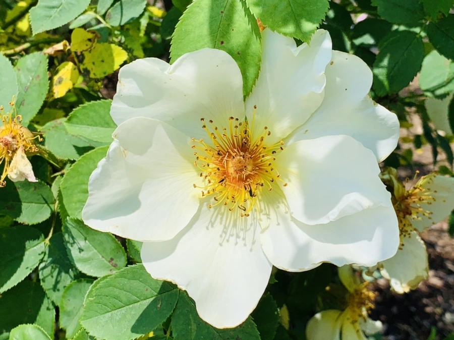 IMG_4153.jpg?type=w966